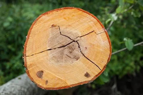 Texture of the cut tree Foto stock