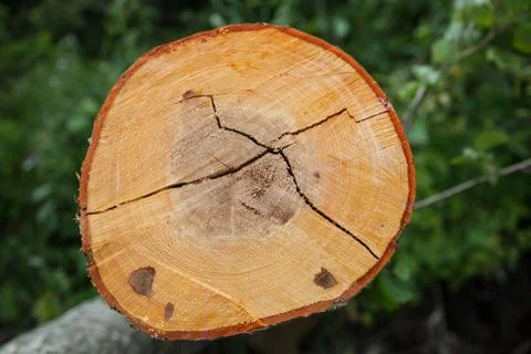 Texture of the cut tree Foto stock