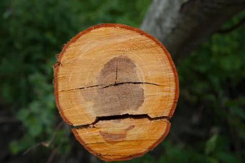 Texture of the cut tree Foto stock