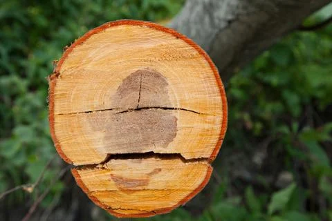 Texture of the cut tree Stock-Fotos