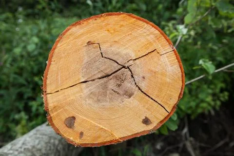 Texture of the cut tree Foto stock