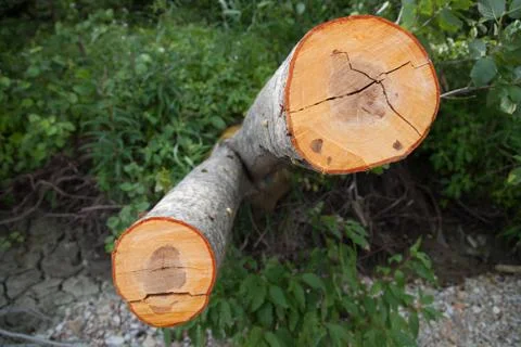 Texture of the cut tree Foto stock