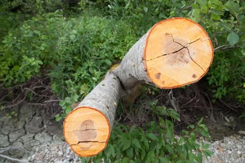 Texture of the cut tree Foto stock