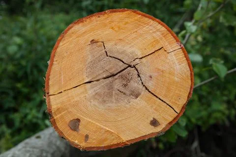 Texture of the cut tree Foto stock