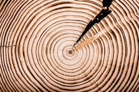 Texture of cut tree Stock Photos