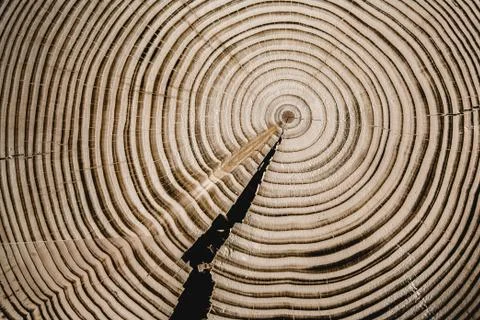 Texture of cut tree Foto stock