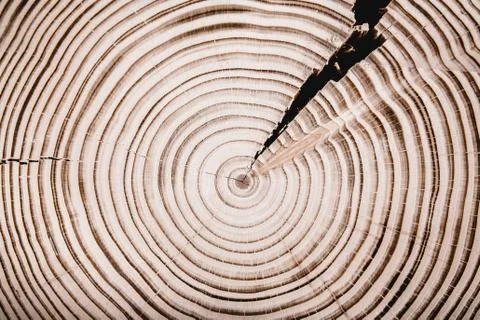 Texture of cut tree Foto stock