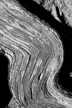 The texture of the cut of the tree root Stock Photos