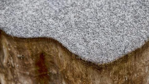 Texture of a cut tree, snowflakes on a cut, winter Stock Photos