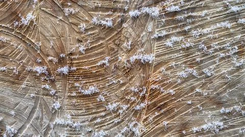 Texture of a cut tree, snowflakes on a cut, winter 스톡 사진