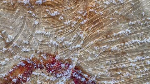 Texture of a cut tree, snowflakes on a cut, winter Stock Photos