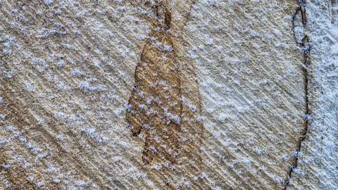 Texture of a cut tree, snowflakes on a cut, winter Stock Photos