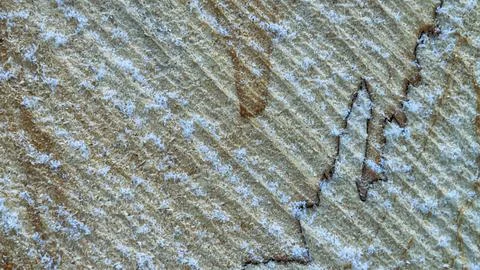 Texture of a cut tree, snowflakes on a cut, winter 스톡 사진