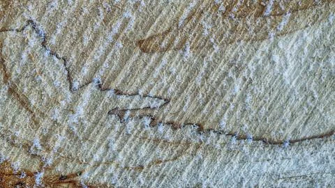 Texture of a cut tree, snowflakes on a cut, winter Foto stock