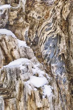Texture of a cut tree, snowflakes on a cut, winter 스톡 사진