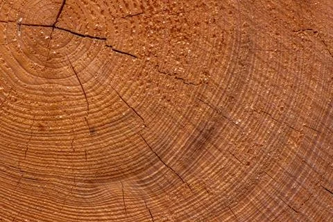The texture of the cut tree. tree life lines. Stock Photos