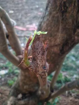 Texture of a cut tree trunk and buds starting to grow Stock Photos