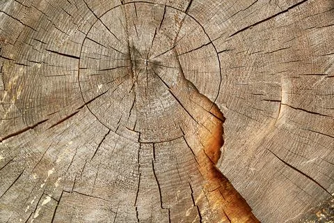Texture of a cut tree trunk with annual circles close up Stock Photos