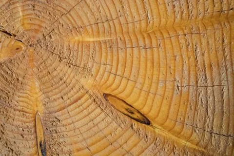 Texture of the cut tree trunk, close-up. Stock Photos