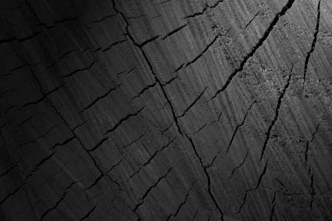 Texture of cut tree trunk Stock Photos