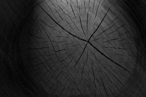 Texture of cut tree trunk Stock Photos