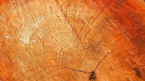 Texture of cut tree trunk Foto stock