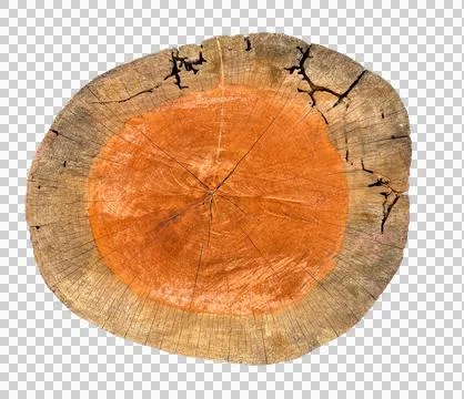 Texture Of Cut Trunk With Termite Damage. PNG Image Stock Photos