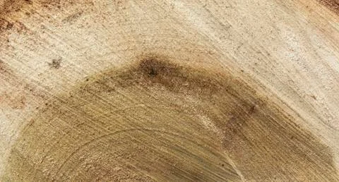 The texture of the cut wood, the texture of the tree ring close up Stock Photos
