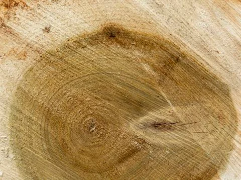 The texture of the cut wood, the texture of the tree ring close up Stock Photos