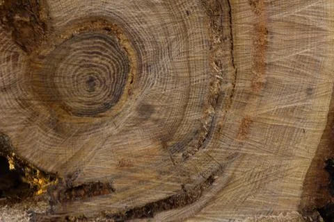 Texture of cuted wood Stock Photos
