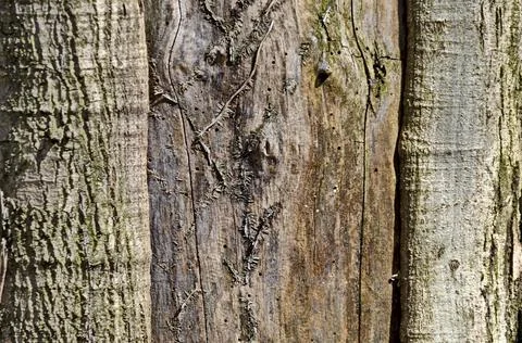 Texture of damaged bark with the possibility of using as a background Stock Photos