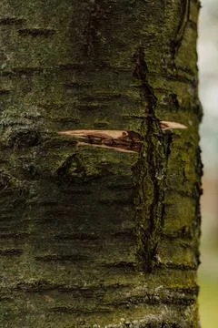 Texture of the dark bark of an old tree Stock Photos