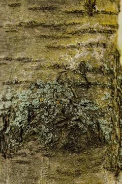 Texture of the dark bark of an old tree Stock Photos