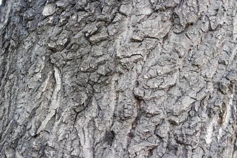 Texture of the dark bark of a tree Stock-Fotos