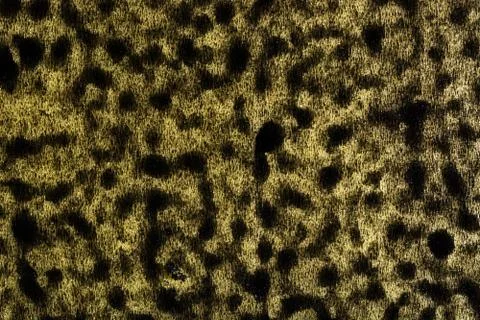 The texture of dark brown spots on a light golden background Stock Photos