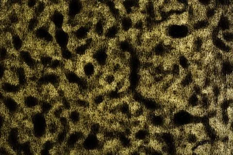 The texture of dark brown spots on a light golden background Stock Photos