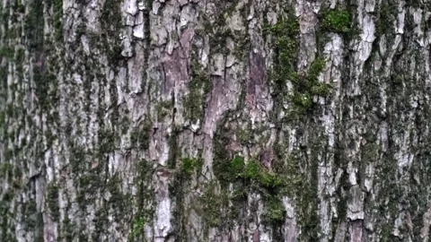 Texture of dark brown tree bark. Trunk with rough bark of evergreen pine. Stock Footage 130847493