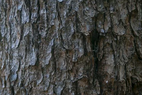 Texture of dark brown tree bark Stock Photos
