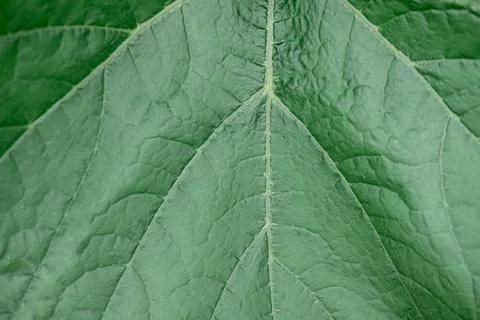 Texture of a dark green large leaf close-up. Natural leaf background Foto stock