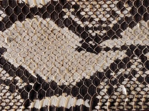 Texture of dark light python skin, concept leather accessories Stock Photos