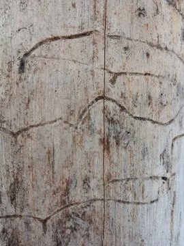 Texture of dead tree Stock Photos