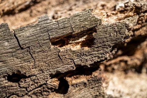 The Texture of Decaying Wood Stock Photos