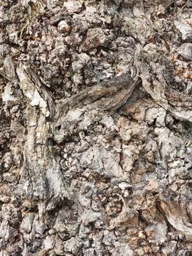 Texture of deciduous tree bark. Rough bark background Stock Photos