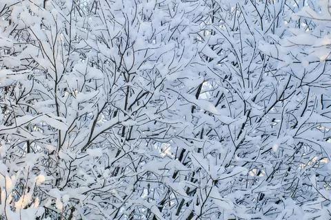 Texture of deciduous tree branches with adhered snow. Stock Photos