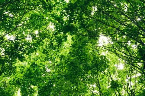 Texture of deciduous tree crowns with translucent sun Stock Photos