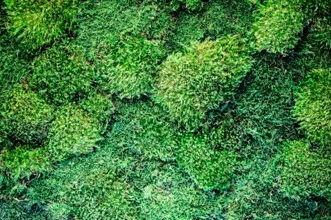 Texture of decorative live moss on the wall, ecological decor. Stock Photos