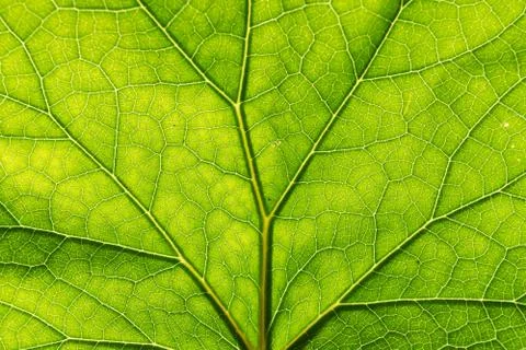 Texture detail and pattern of a plant leaf fig veins are the similar structure Stock Photos