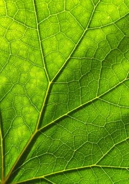 Texture detail and pattern of a plant leaf fig veins are the similar structure Stock Photos