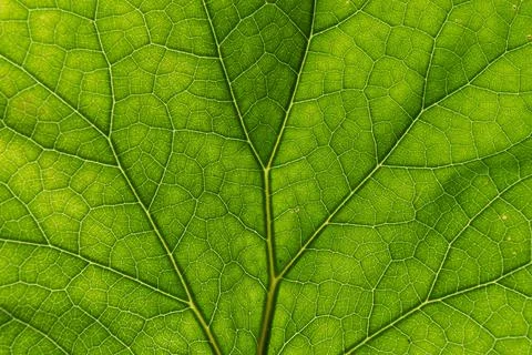Texture detail and pattern of a plant leaf fig veins are the similar structure Stock Photos