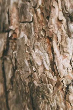 Texture detail of the bark of an old tree, gray brown background structure Stock Photos